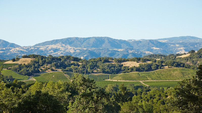 Sonoma vs. Napa: which wine country fits you best?